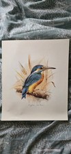 Kingfisher Lithograph Print By