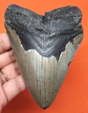 Megalodon shark tooth - megalodon,