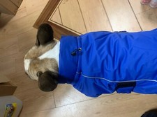 Dog Coat Waterproof Windproof