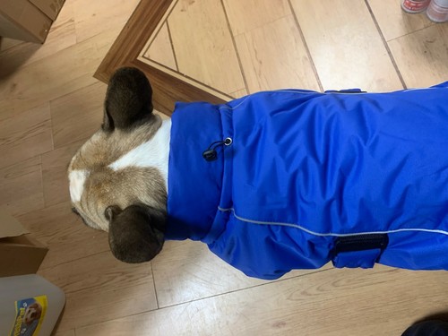 Dog coat waterproof windproof - dog,