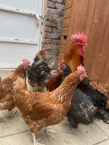 Chicken egg - chicken,