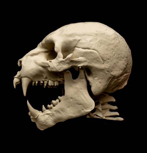 Werewolf skull replica life - werewolf,