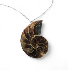 Madagascan  Fossil Nautilus Slice Necklace -STUNNING!