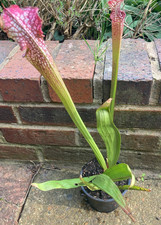 Sarracenia leucophylla Giant