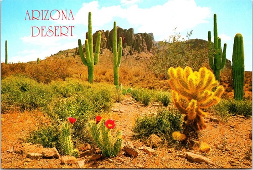 Postcard desert beaver - desert, tail