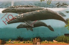 Picture Postcard, Canada, Wyland's Whaling Wall, White Rock, B.C