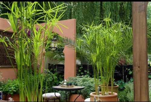 Water plants bamboo - water,