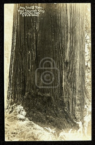 Rppc boy scout tree - rppc,,