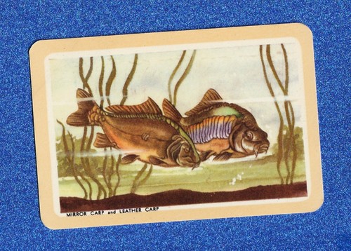 Vintage woolworths fish swap - woolworths,