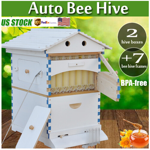 2026 white wooden auto - auto, bee