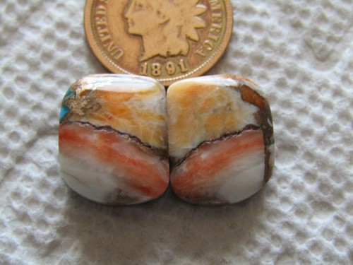 Spiny oyster shell - oyster, mojave