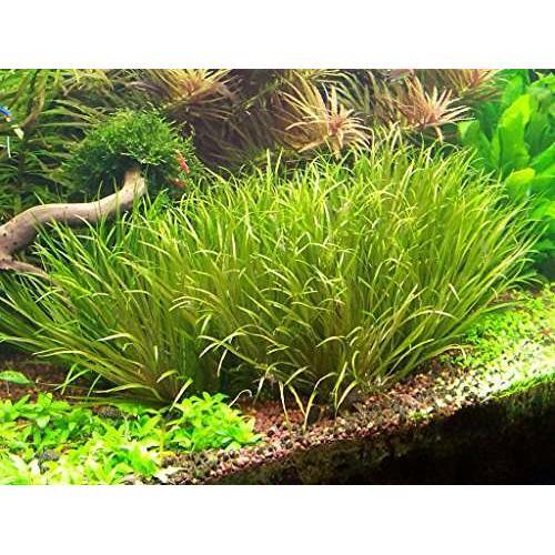 Blyxa japonica tropical - blyxa,