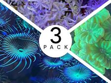 3 PACK - Green Palythoa, Pulsing Xenia & Toxic Green Candy Cane coral frags