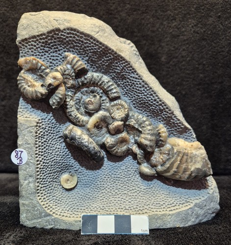 Calcite ammonite deathbed - ammonite,