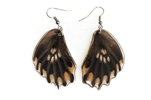 Losaria coon tail - -,