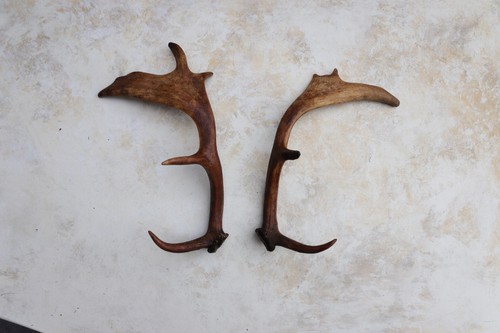 Pair fallow deer - fallow, antlers