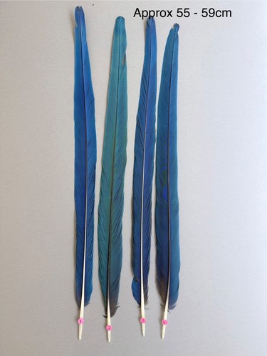Parrot macaw feather crafts - feather,