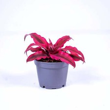 Cryptanthus rubens Earth Star