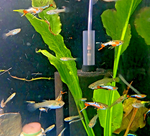 Pure bred french blue - blue, star