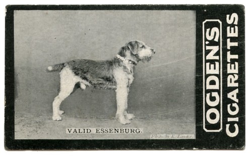 Airedale terrier dog vintage - airedale,