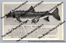 Rock Rolling White Fish