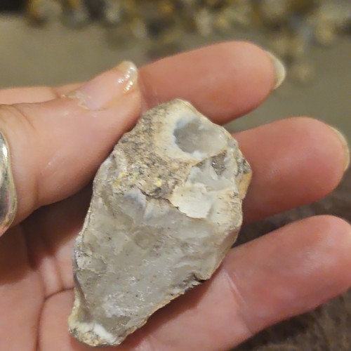 Small fossil shell matrix - in,