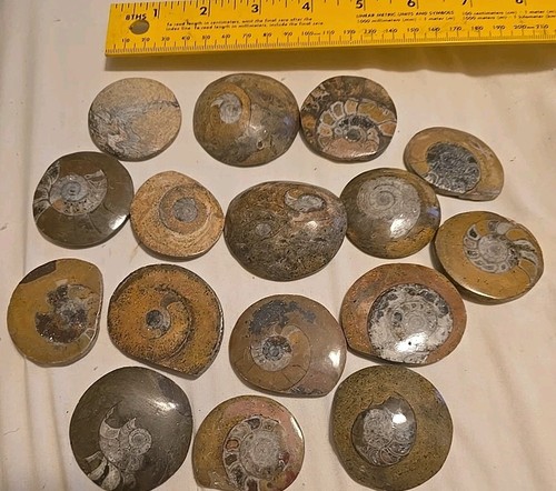 Polished goniatites - polished,