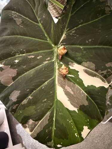 Alocasia regal shield - shield, albo