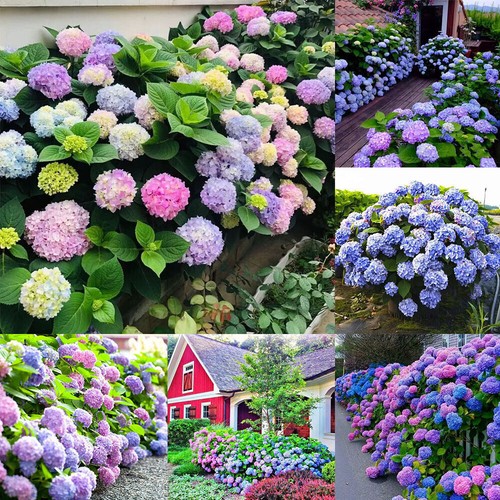 20pcs hydrangea seeds flower - hydrangea,