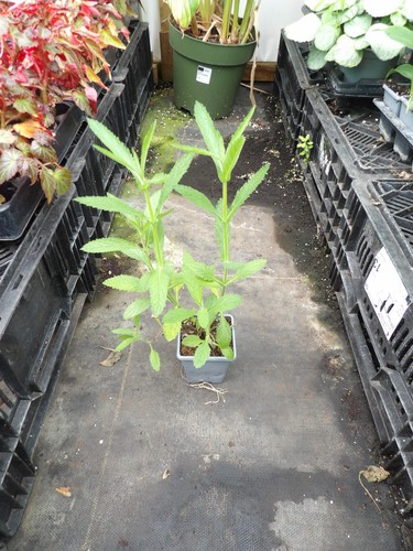 Verbena bonariensis - verbena,