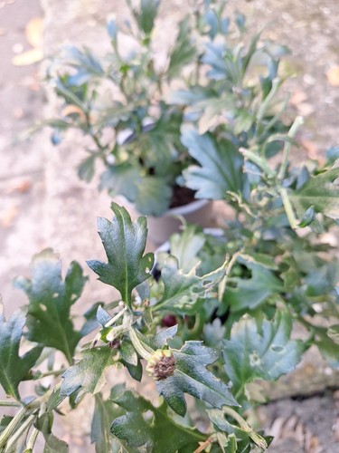 Chrysanthemum morifolium - chrysanthemum,