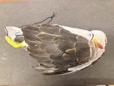 Plastic feathered seagull bird - plastic,