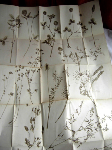 Two posters wild flowers - posters,