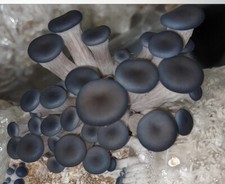 MAGIC mix Oyster MUSHROOM Growing KIT, Ready To Fruit Mushrooms XL 1kg Unusual