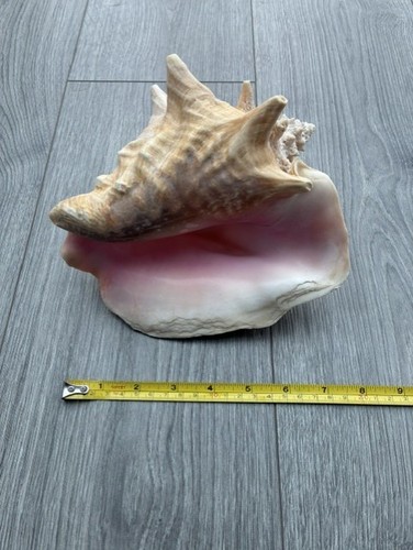 Vintage queen conch - conch, shell