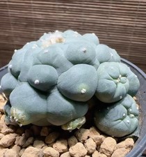 Caci  Own Root WYSIWYG