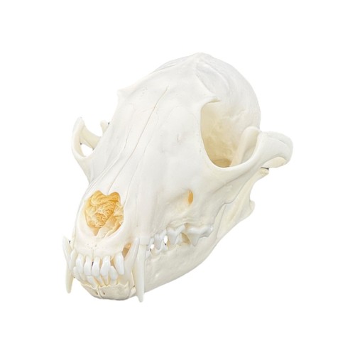 Real red fox skull - real,