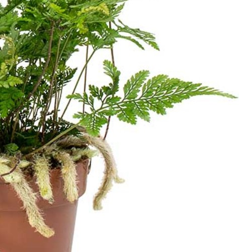 Davallia tyermannii terantula - davallia,