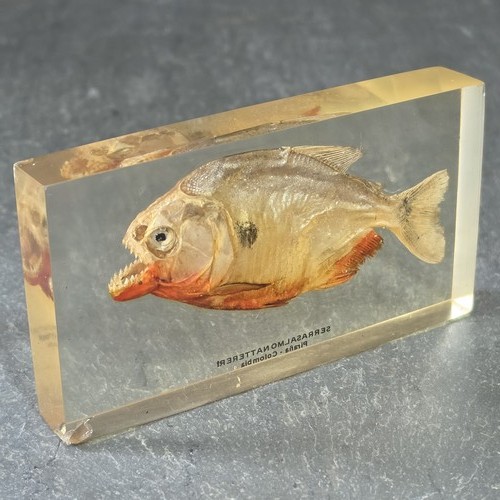 Vintage red bellied piranha - vintage,