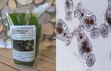 Special Bundle! Phytoplankton