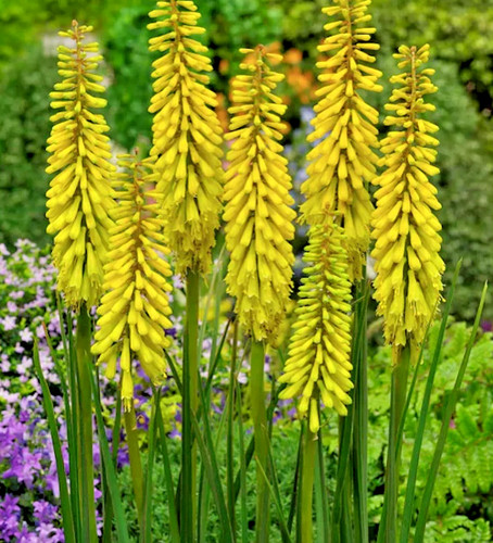 Kniphofia sunningdale yellow - kniphofia, 'sunningdale