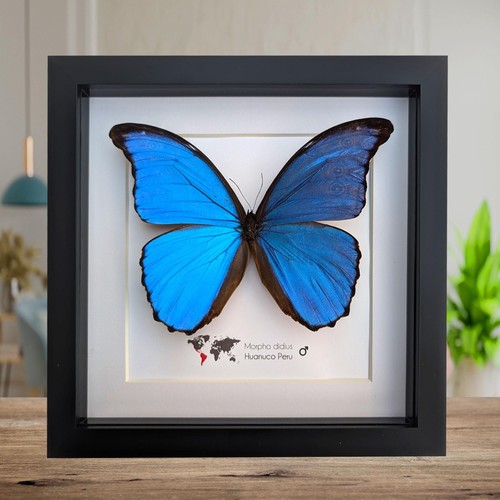 Framed giant blue - , morpho