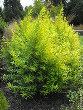 Salix Udensis Golden Sunshine Fantail Willow 3L Pot XL Small Trees to your door