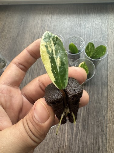 Zamioculcas zamiifolia - zamioculcas,