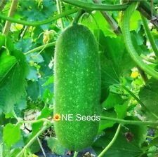 ? 100% Genuine Bangladeshi Chal Kumra, Jali Kumra, Gourd Seeds, Fast Free Ship 