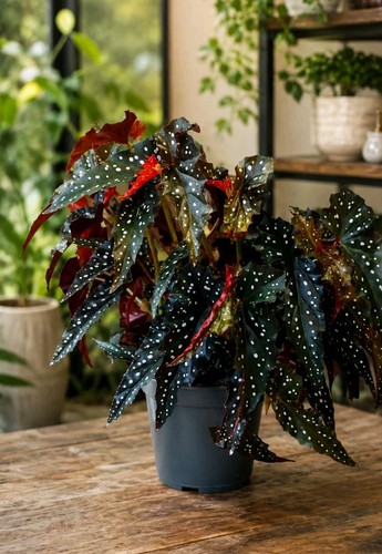 Begonia maculata black forest - begonia,