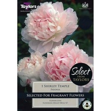 Peony / Paeonia Lactiflora