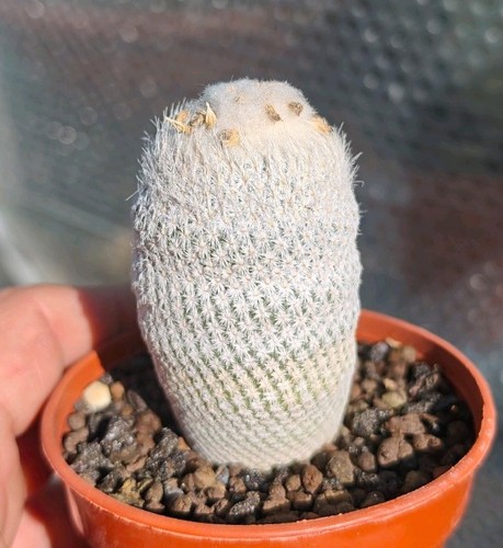 Epithelantha bokei beautiful - epithelantha,