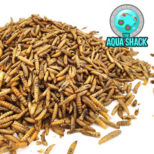 Large dried chubby mealworms - chubby,