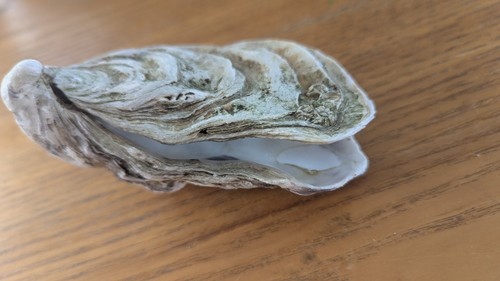 Giant double oyster shell - giant,